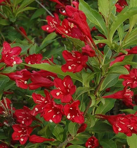 Weigela florida 'Red Prince' km.90cm C10L 