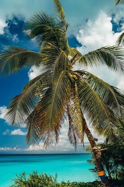 island exuma bahamas palms