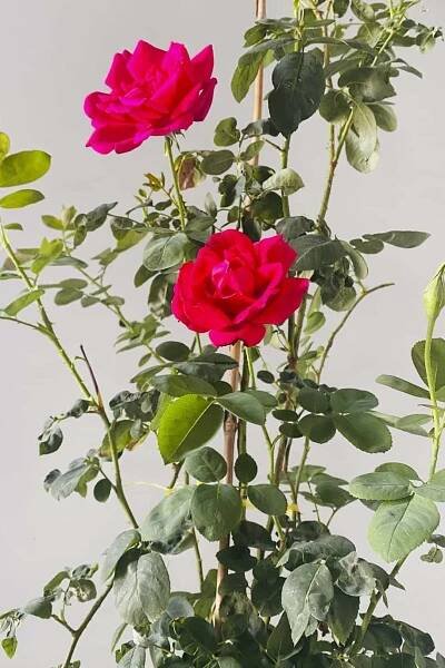 Rosal Trepador 