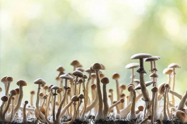 Psilocybin mushrooms growing in a container.