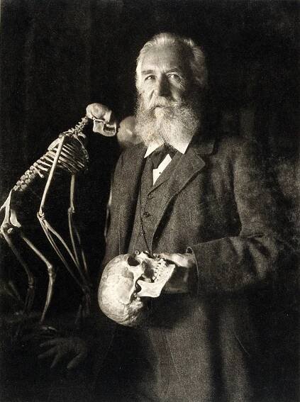 Category:Ernst Haeckel - Wikimedia Commons