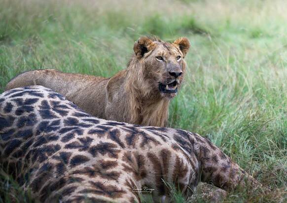 Photo Safari In Masai Mara, Kenya - Capture The Wildlife Of Africa