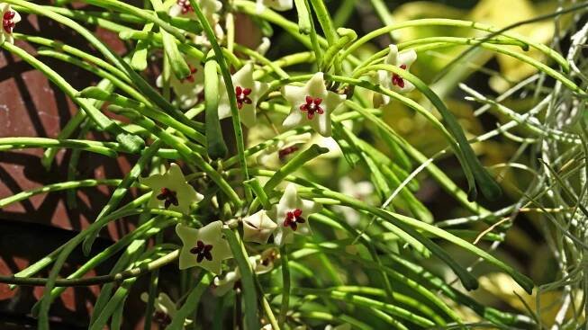 14 Types of Rare Hoya Houseplants to Collect Now