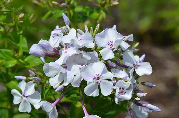4. Phlox paniculata 'Light Blue Flame'