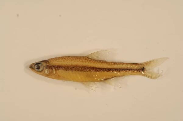 Ironcolor shiner