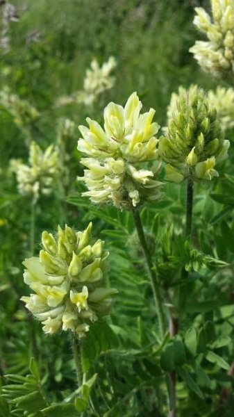 Soubor:Oxytropis pilosa sl3.jpg