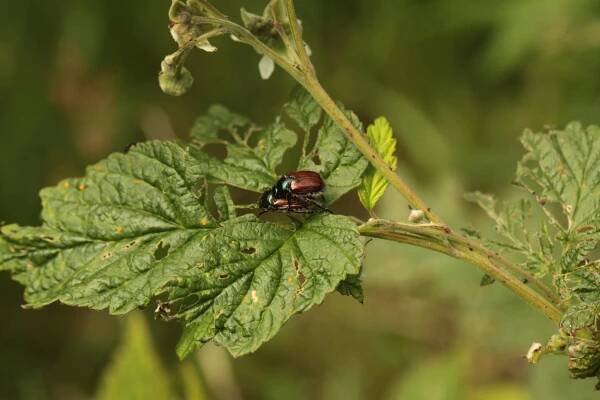 Chrústik záhradný / Phyllopertha horticola 