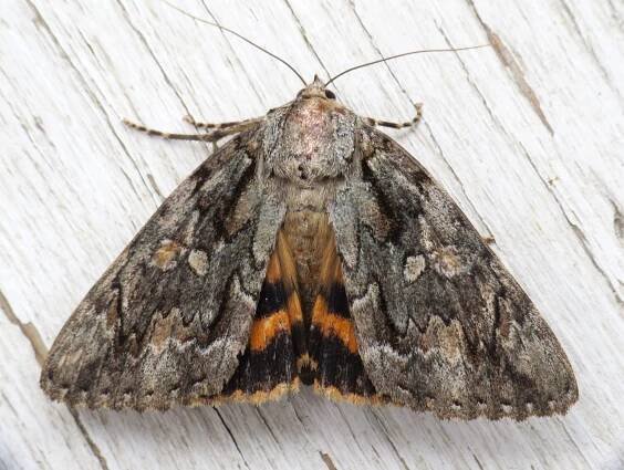 Catocala neogama