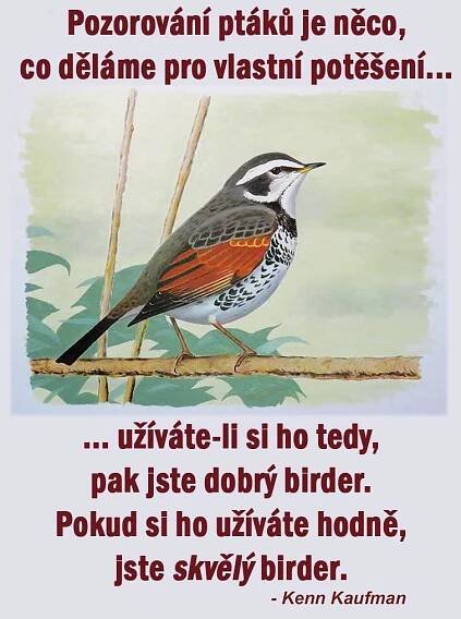 POZOROVÁNÍ PTÁKŮ – birdwatcher.cz