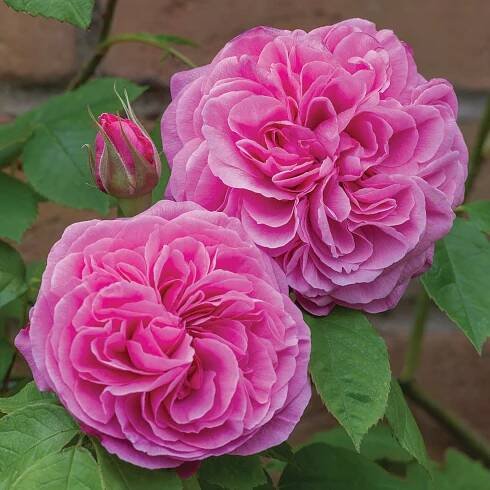 Rosa gertrude jekyll