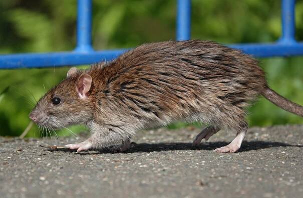 Brown rat walking on pavement.