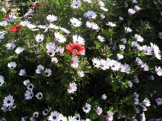 korsika-osteospermum-kapske.jpg