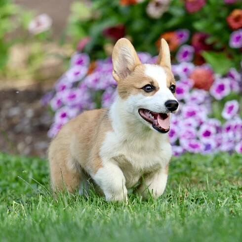 Natalie - GoldStar Puppies