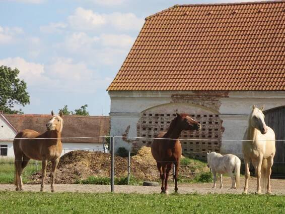 Pobyt červenec 2018 – Jezdecká školka Popelka