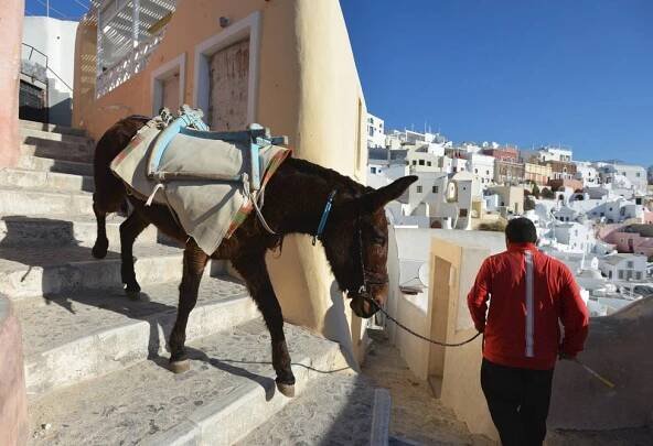 Tlustí turisté mají smůlu. Na Santorini už se na oslech nesvezou, zvířata kvůli nim trpěla