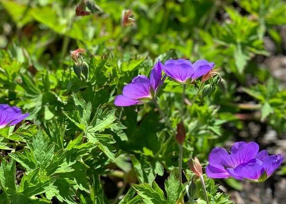 Geranium ‘Gerwat Rozanne’