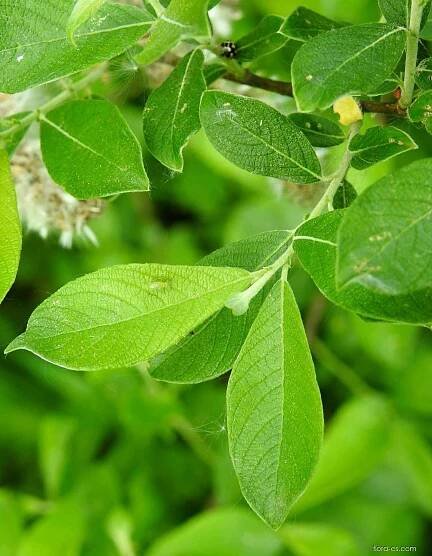 Vrba popelavá (Salix cinerea), listy