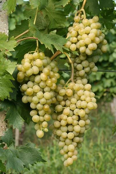 Šápara - o nás, rodinné vinařství, degustace a penzion