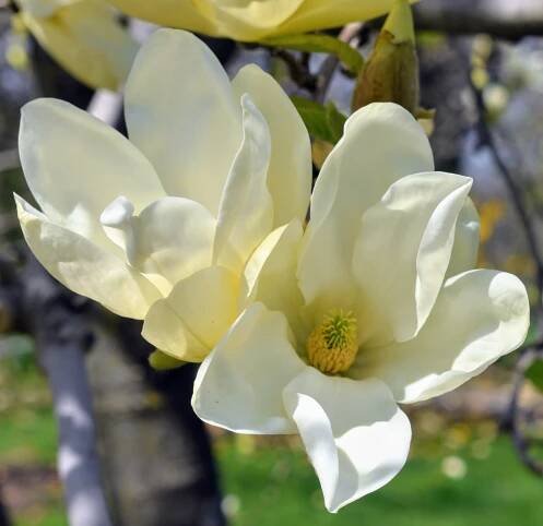 Magnolia is a large genus of about 210 flowering plant species in the subfamily Magnolioideae. It is named after French botanist Pierre Magnol.