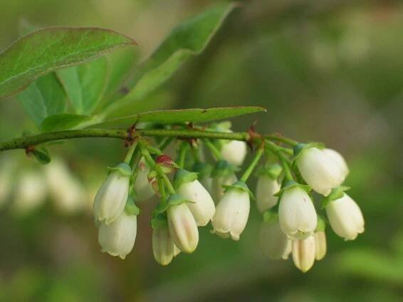Vaccinium corymbosum - brusnice chocholičnatá