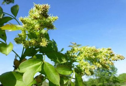 Jasan čínský - větévka s květy (Fraxinus chinensis)
