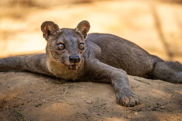 Baobabs Fossa and Tsingy – RAW Africa EcoTours