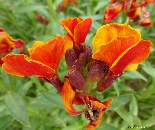 Chejr vonný - Erysimum cheiri Scarlet Bedder, květy, květenství