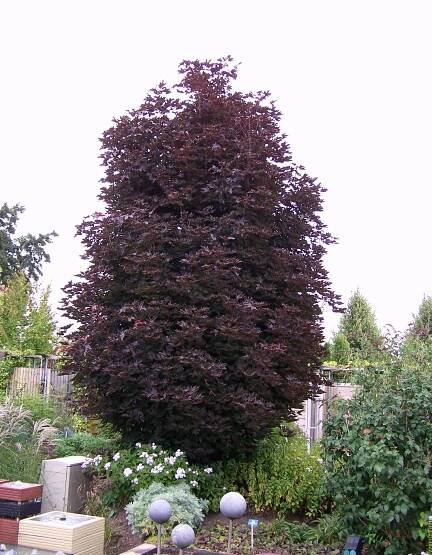 Javor mliečny - Acer platanoides ́Crimson Sentry ́ - na 120cm kmienku