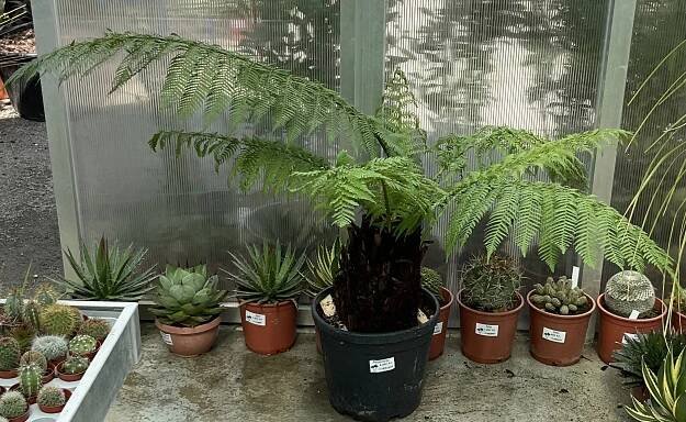 Dicksonia antarctica cca 80 cm