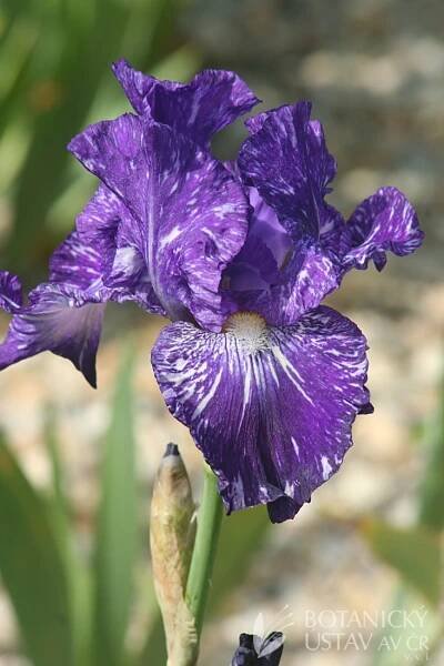Iris barbata elatior Purple Streaker (3) | HORTIFOTO | Autoři | iBotky.cz