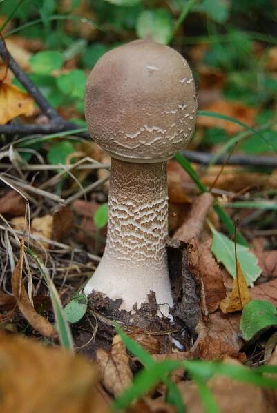 Soubor:Macrolepiota procera (1).jpg – Wikipedie