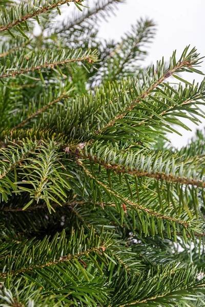Jedle kavkazská, Abies nordmanniana, kontejnerovaná, skladem | ZAZUMi.cz