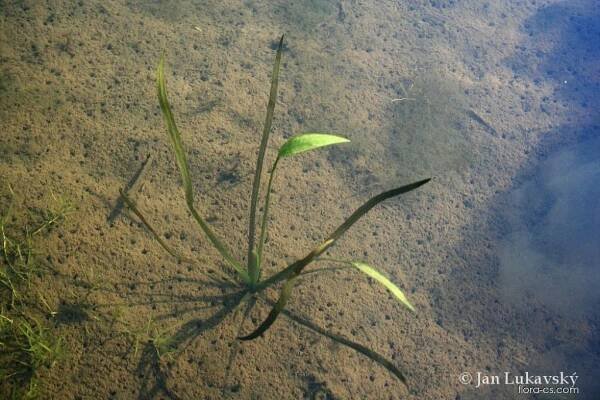 Žabník jitrocelový (Alisma plantago-aquatica)