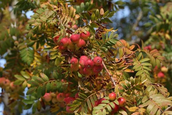 Jeřáb oskeruše (Sorbus domestica) - Naturhelp.cz