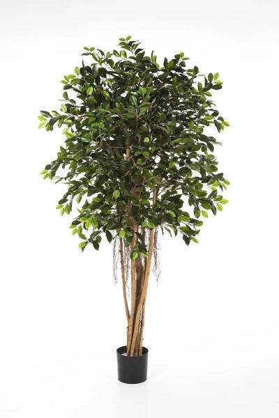 Umělý stromek fikus benjamín AURIOL, skutečné kmeny, zelená, 210cm