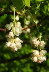 Klokoč zpeřený (Staphylea pinnata), květy, květenství
