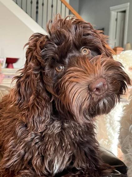 Gigi — Bark & Bramble