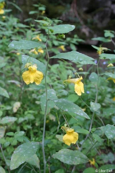 Impatiens noli-tangere | Květena Šumavy
