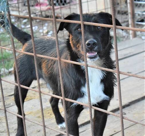 RUDY je náramné mazlidlo a tulidlo ❤ - ADOPTOVANÝ - Home4Pets