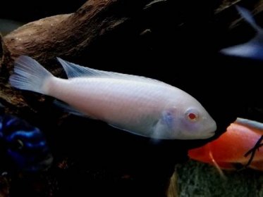 Pseudotropheus (Chindongo) Socolofi Albino ♀