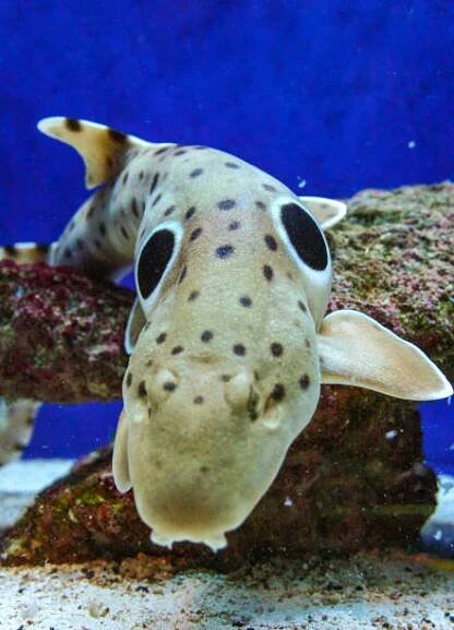 epaulette shark (hemiscyllium ocellatum), a shark walking along the bottom with a black eye on its side in an aquarium - máčka skvrnitá žralocích - stock snímky, obrázky a fotky