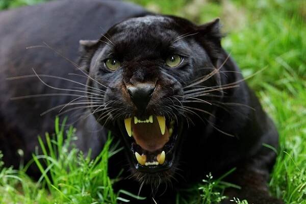 Black Panther, Panthera Pardus, Adult Snarling, v obranném postoji — Stock obrázek
