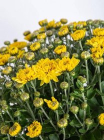 Chryzantéma, Chrysanthemum, kompaktní rostlina 30 - 35 cm, žlutá | ZAZUMi.cz
