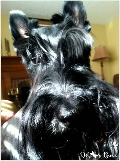 hapbee-birthday-table-fibber-scottie-dog