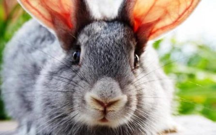 Ušní králičí roztoči - domácí léčba: lidové prostředky a sprej