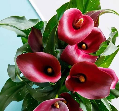 Decorum | Calla Zantedeschia catalogus 2024 | Vreugdenhil Bulbs & Plants by Vreugdenhil Bulbs & Plants - Issuu