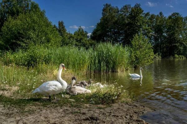 a group of swans swimming in the water at Apartmány Poslův Mlýn in Doksy