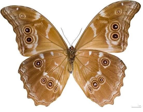 File:Morpho didius Male Ventre MHNT.jpg - Wikimedia Commons