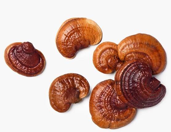 reishi detail