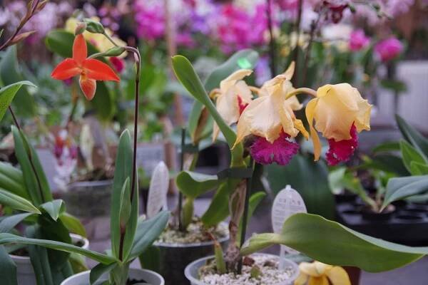 Orchideje Na slupi 3. 11. 2013
